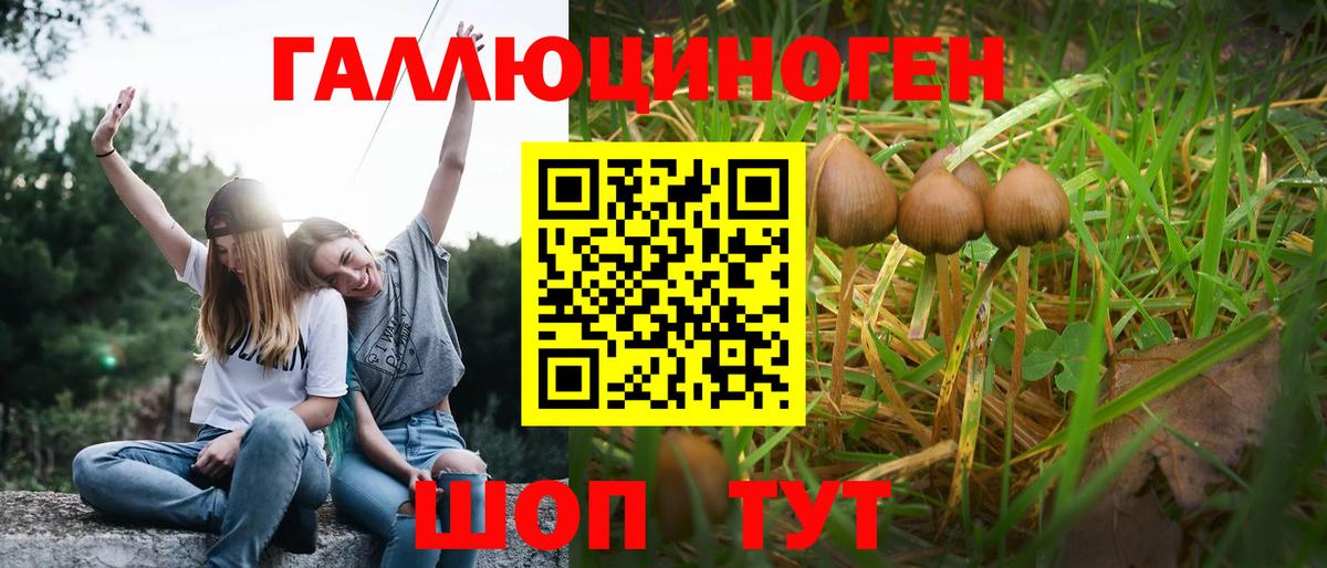 Галлюциногенные грибы Psilocybe Шадринск